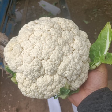精品有机花，大量有货诚信代收，代发全国