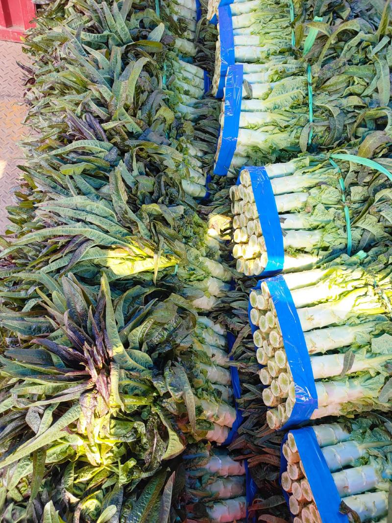 湖北当阳有大量窝笋，优质红尖叶窝笋大量上市