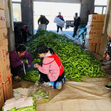 东北辽宁精品辣椒尖椒青辣椒一手好货量大从优欢迎咨询