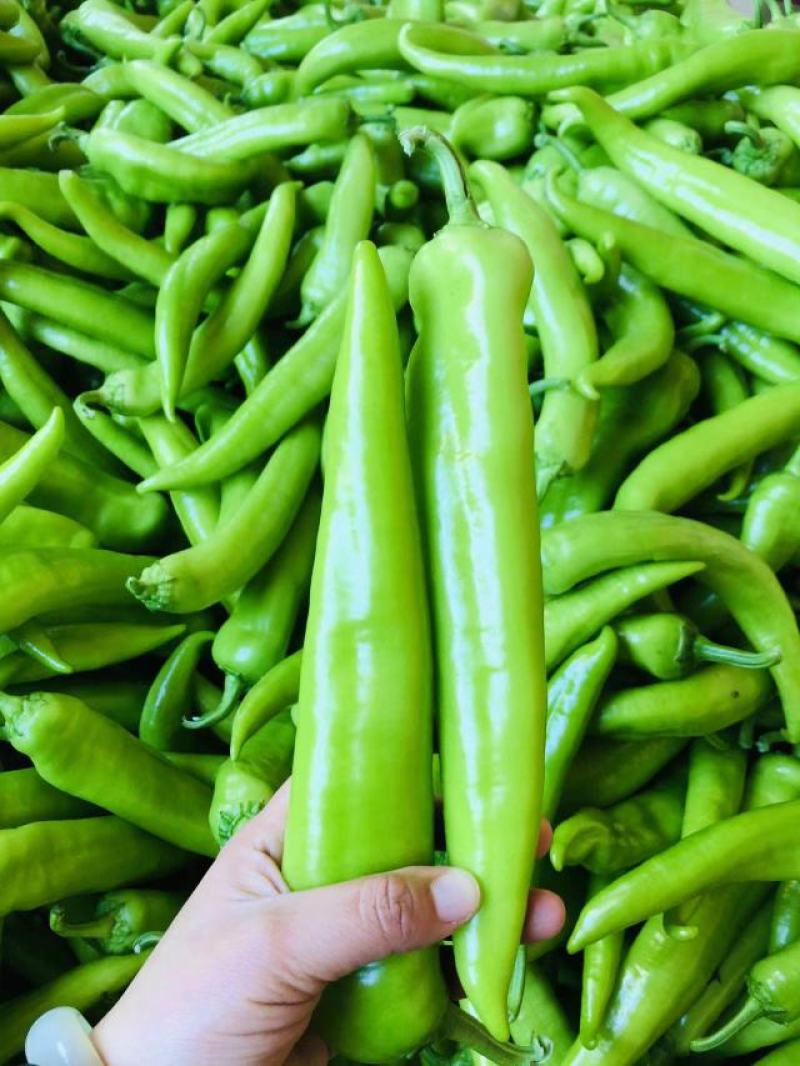 东北辽宁精品辣椒尖椒青辣椒一手好货量大从优欢迎咨询