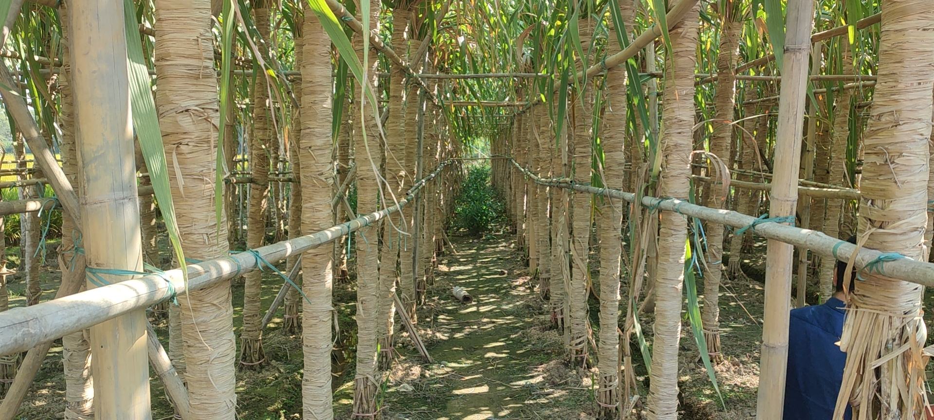 河南甘蔗种植基地航拍图