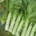 红叶莴苣大量有货不空心不起苔诚信代收，代发全国