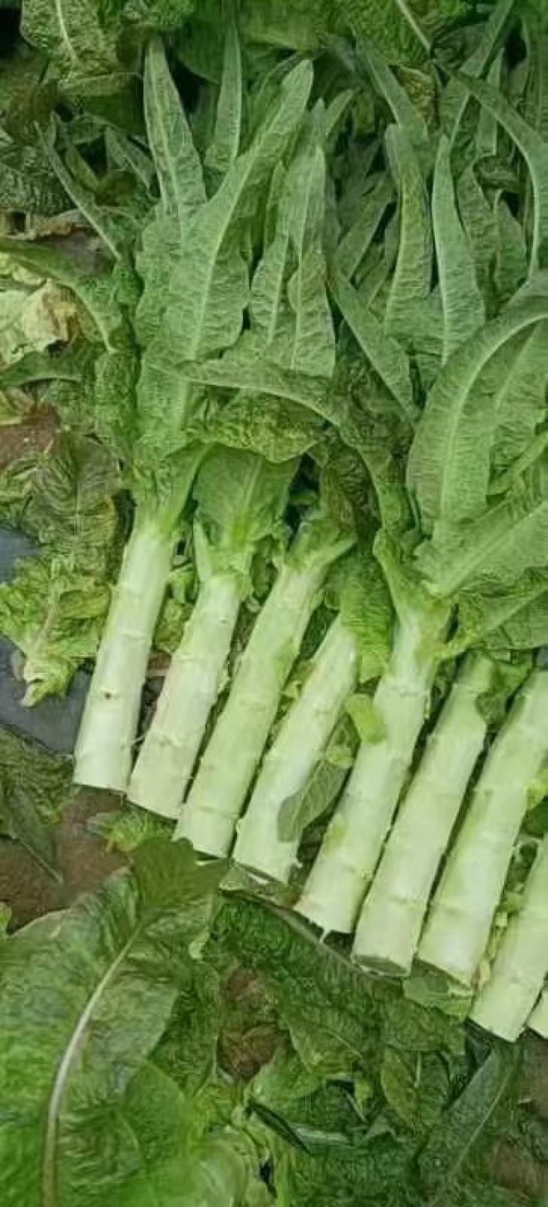 红叶莴苣大量有货不空心不起苔诚信代收，代发全国