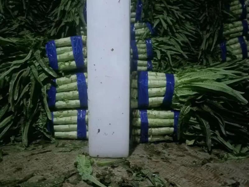 红叶莴苣大量有货不空心不起苔诚信代收，代发全国