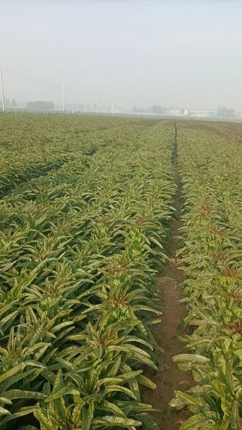 红叶莴苣大量有货不空心不起苔诚信代收，代发全国