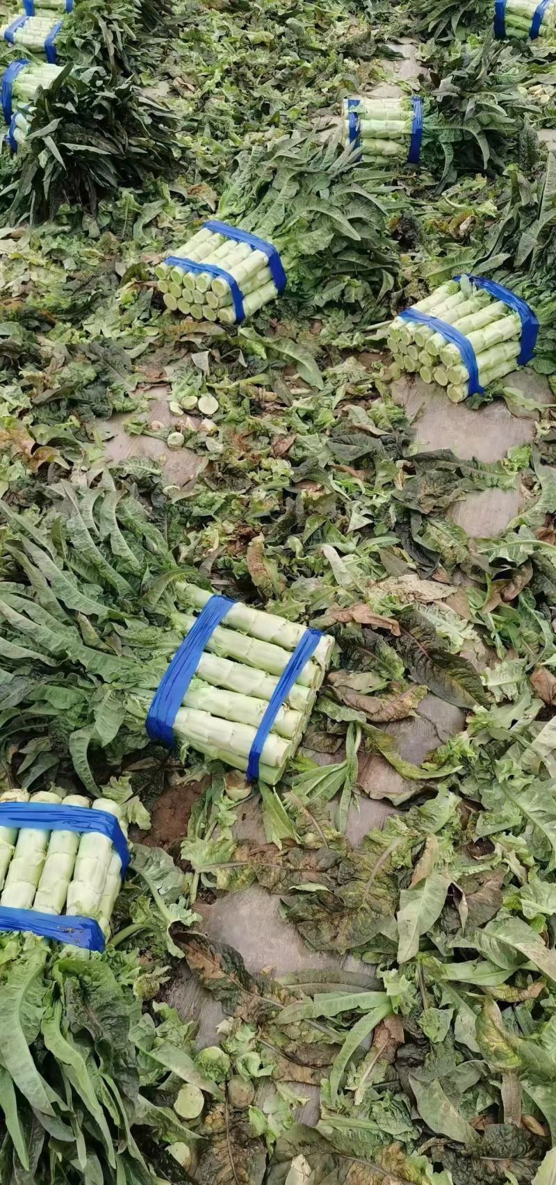 红叶莴苣大量有货不空心不起苔诚信代收，代发全国