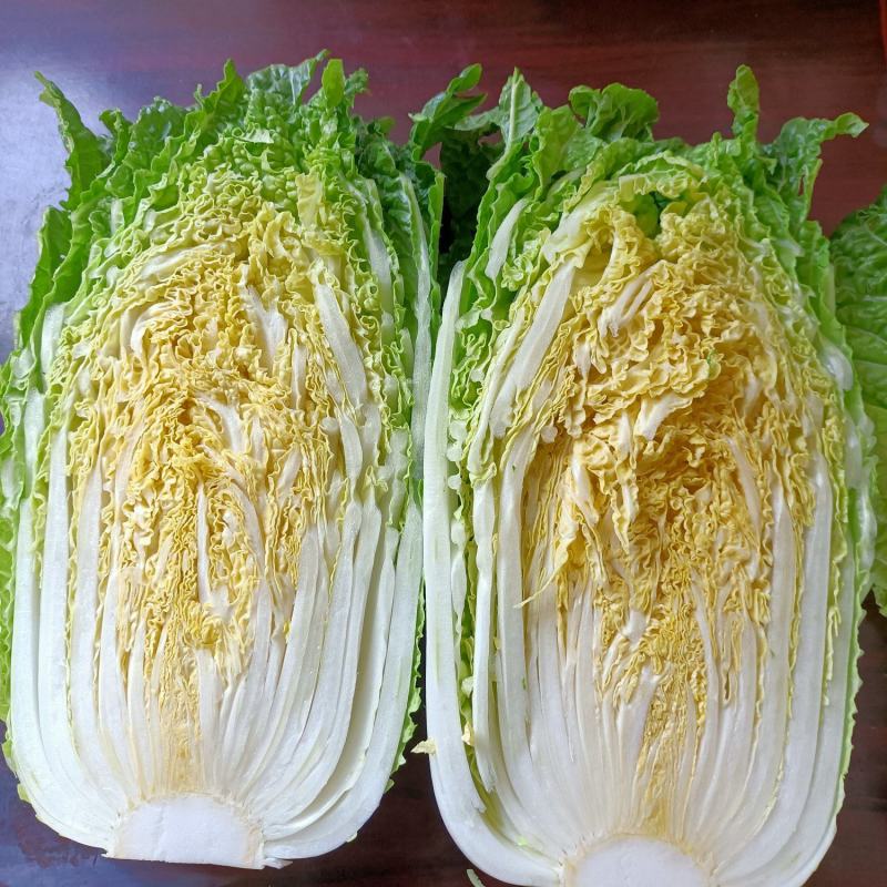 太谷区蔬菜基地黄心白菜大量上市