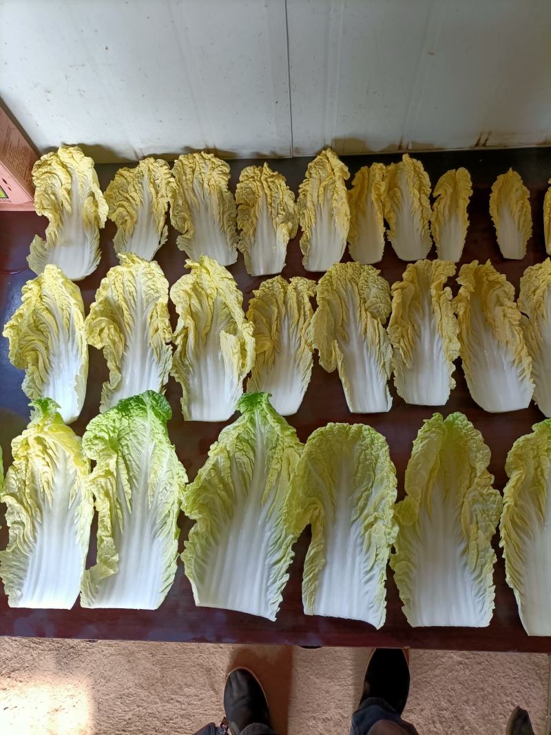 太谷区蔬菜基地黄心白菜大量上市