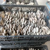 莱芜出产优质平菇价格便宜量大望广大客商上门洽谈业务