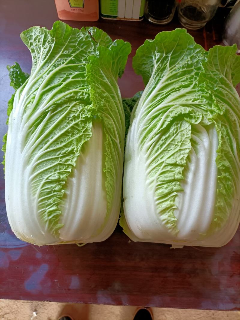 太谷区蔬菜基地黄心白菜大量上市