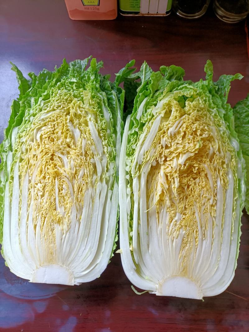 太谷区蔬菜基地黄心白菜大量上市