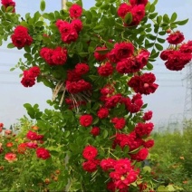 木香花苗黄木香苗红木香苗白木香苗可做拱门公园庭浓香爬藤
