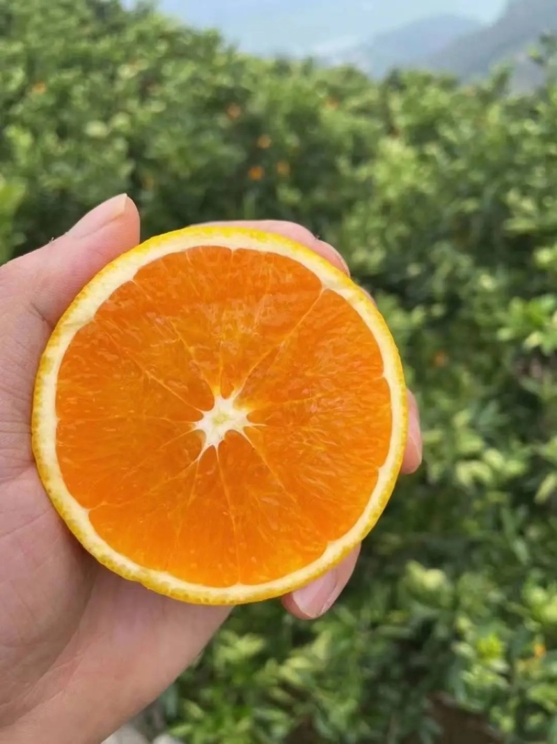 【优】精品纽荷尔脐橙橙子产地现摘现发人工选果