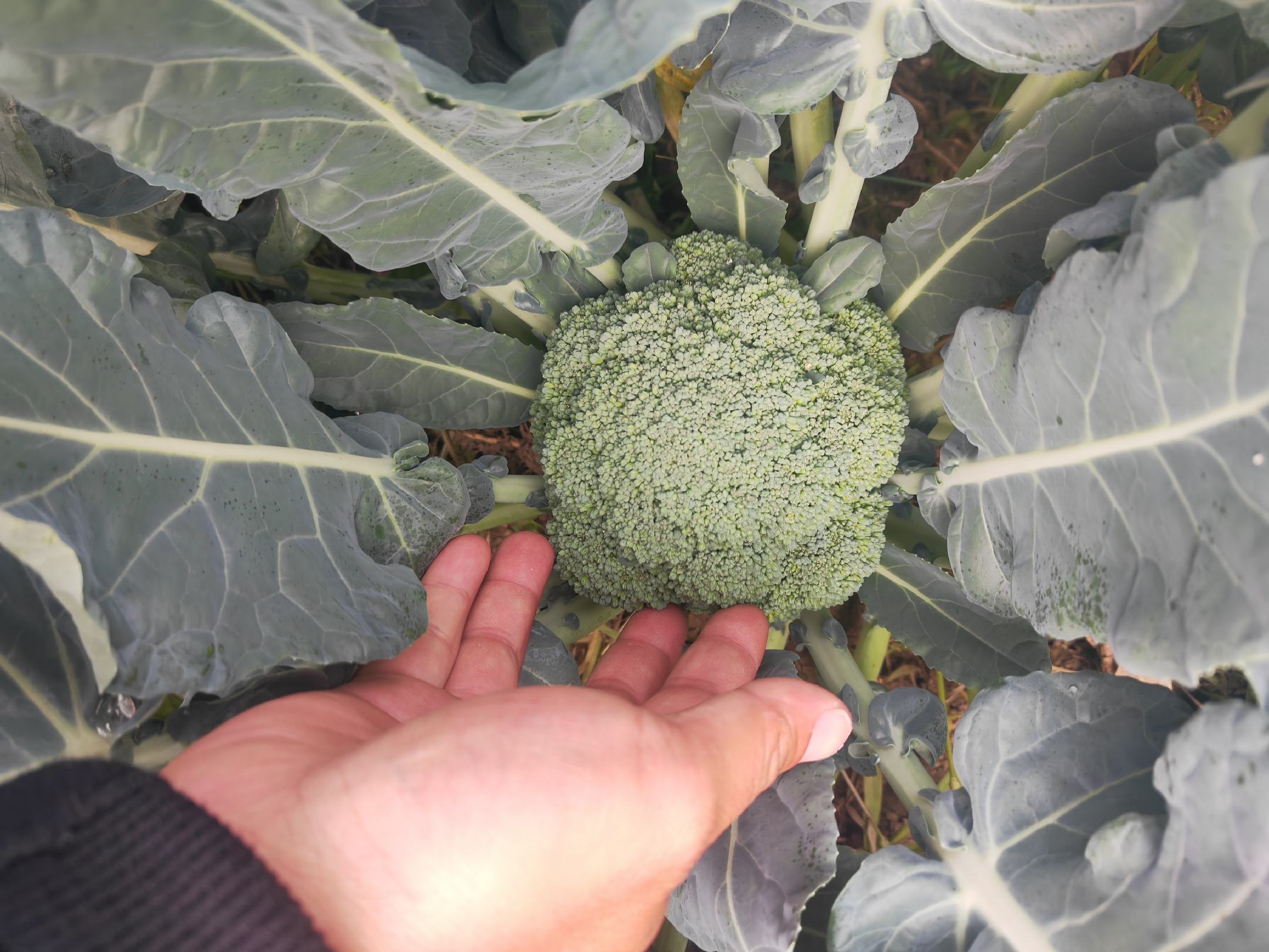 西兰花营养搭配示意图