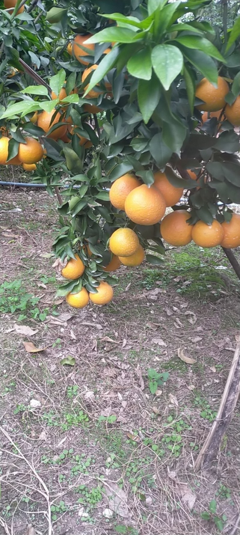 柑橘代办