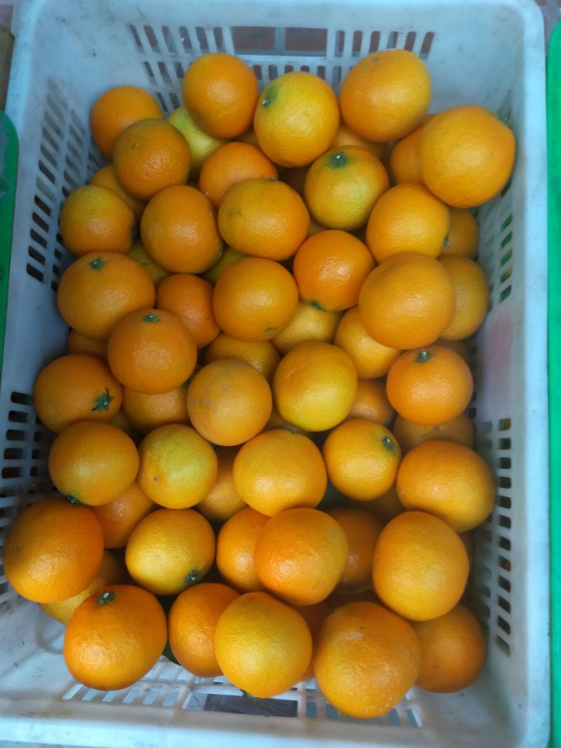 柑橘代办