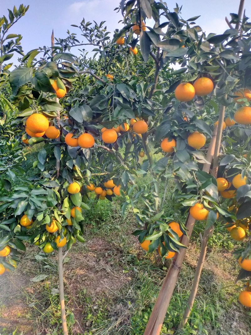 柑橘代办