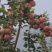 河北红富士山地糖心苹果