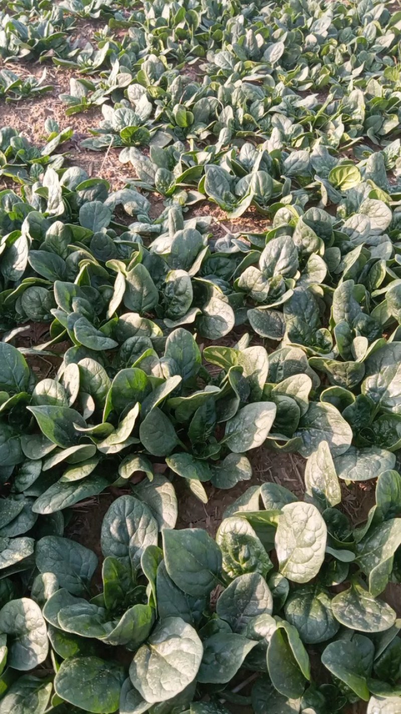 趴地菠菜
