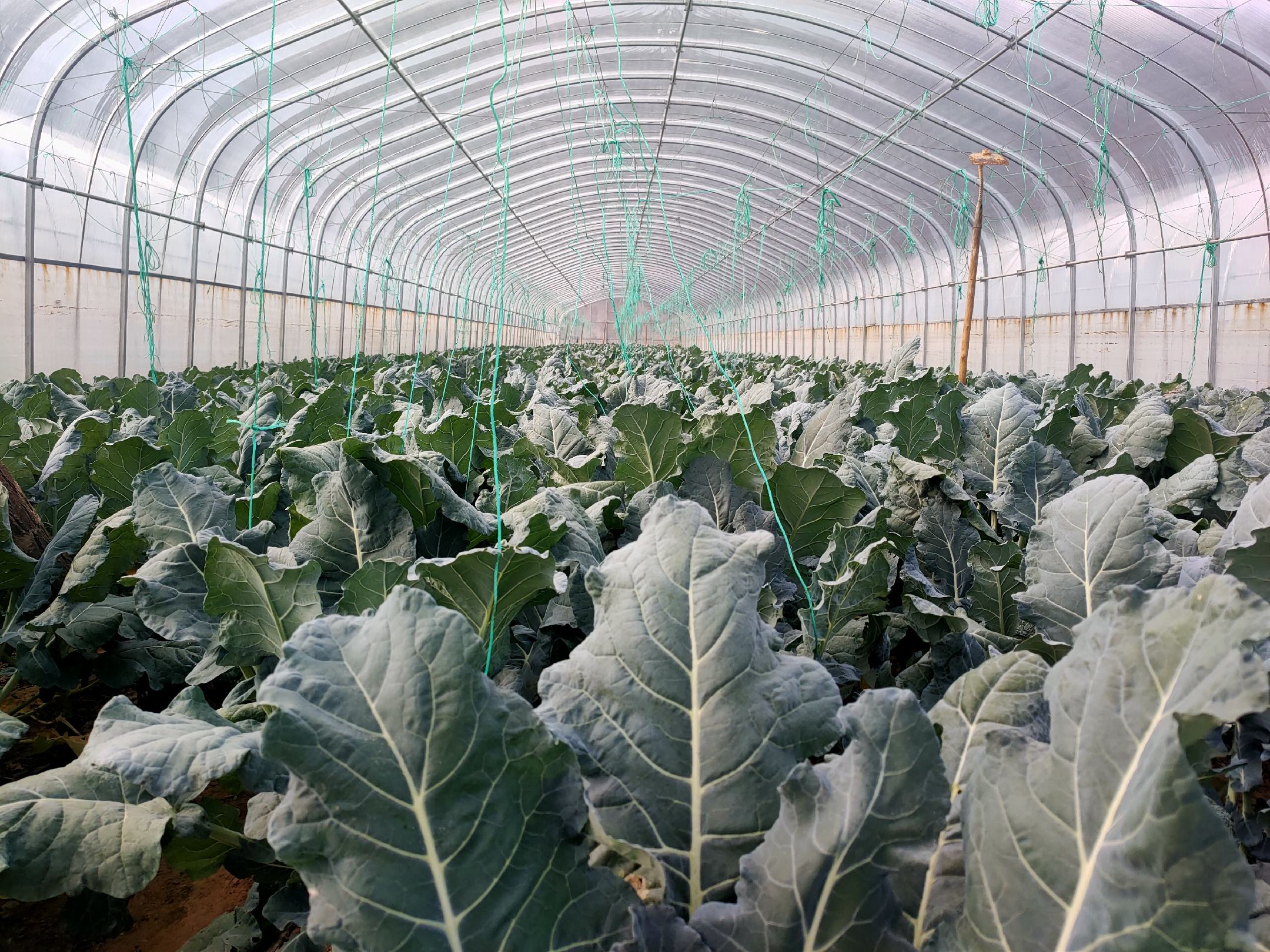 西兰花在温室大棚中生长,采用滴灌系统和补光灯控制环境条件 西兰花温室种植图