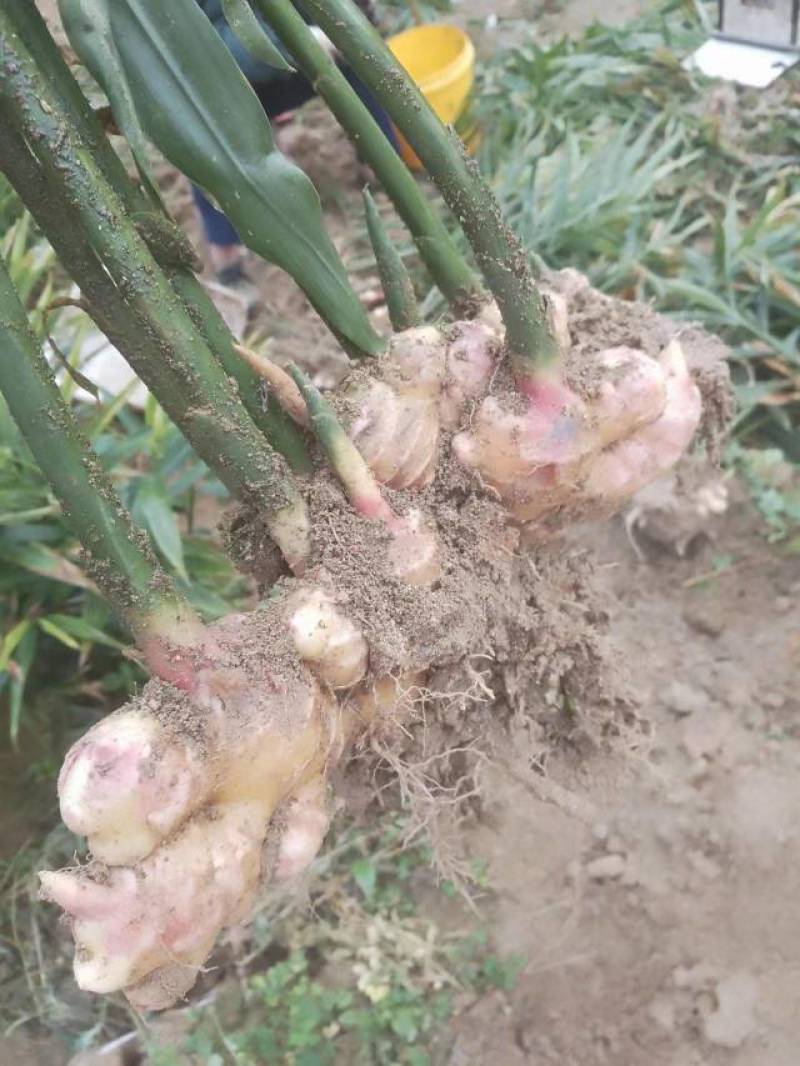 万亩小黄姜，二黄姜，大黄姜，市场走货电商平台均可对接合作