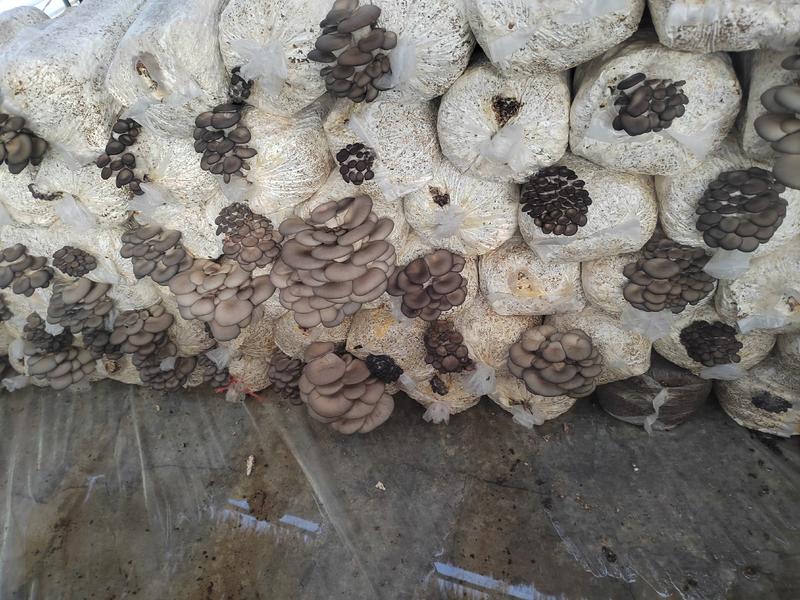 鲜平菇深灰色厚3-5熟料种植视频恰谈全基地发货