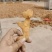 食品级九华山黄精干货无硫有肉足干，可零售可批发