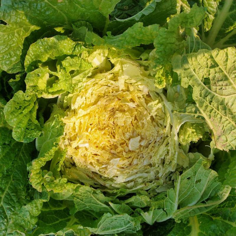 白菜黄心！60白菜！心实！