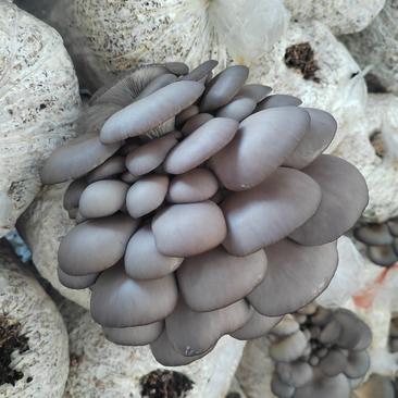 鲜平菇深灰色厚3-5熟料种植视频恰谈全基地发货