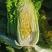 白菜黄心！60白菜！心实！