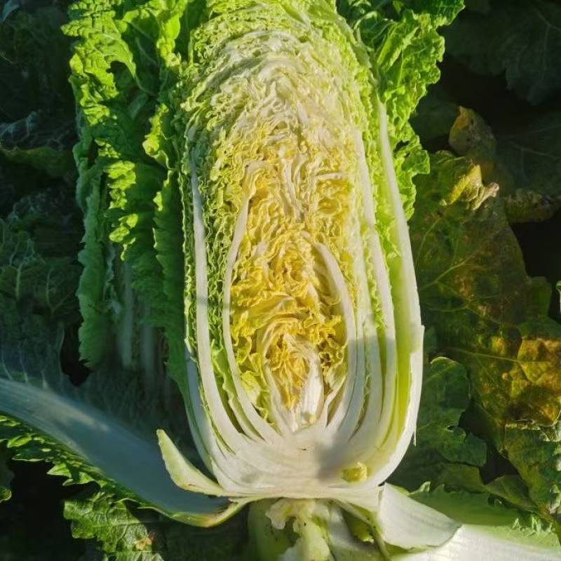 白菜黄心！60白菜！心实！
