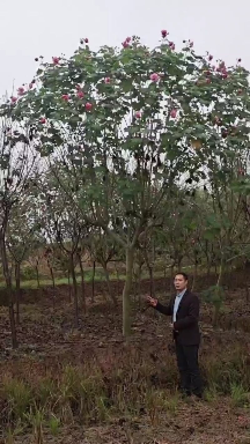 红芙蓉树芙蓉树产地直供，物美价廉，欢迎采购。