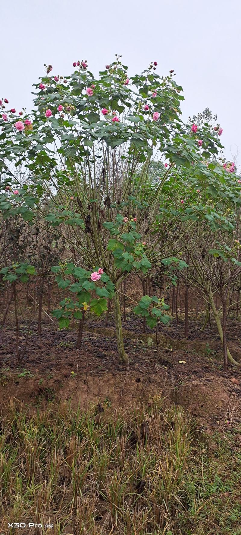 红芙蓉树芙蓉树产地直供，物美价廉，欢迎采购。