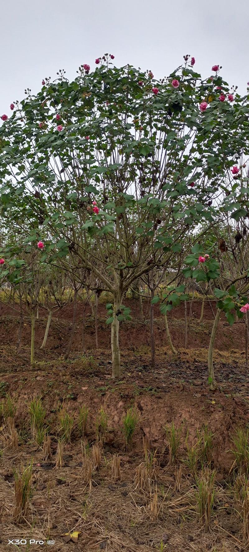 红芙蓉树芙蓉树产地直供，物美价廉，欢迎采购。