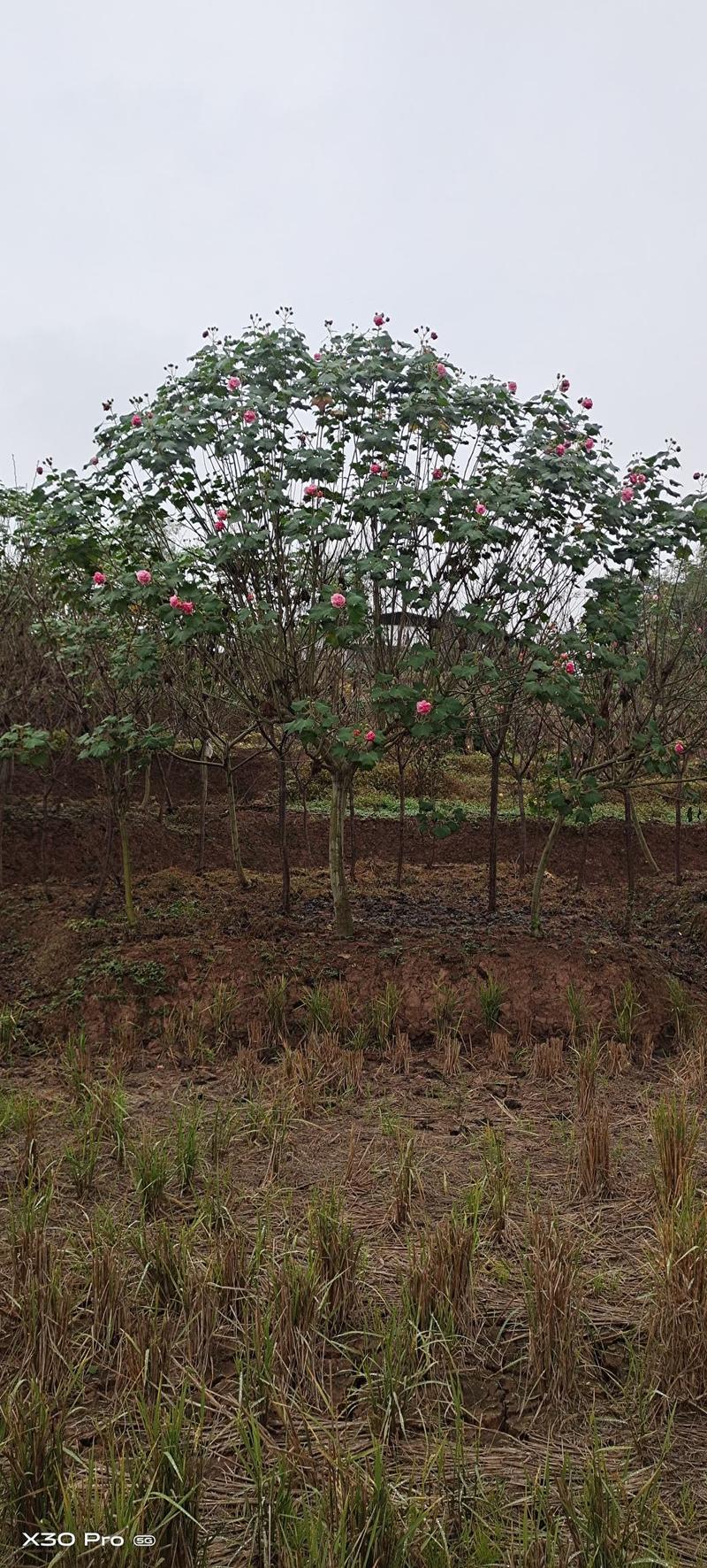 红芙蓉树芙蓉树产地直供，物美价廉，欢迎采购。