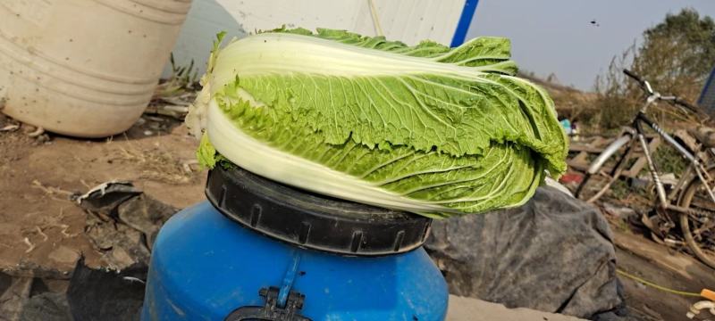 河北省邢台市隆尧县精品白菜大量出售中，菜品种齐全