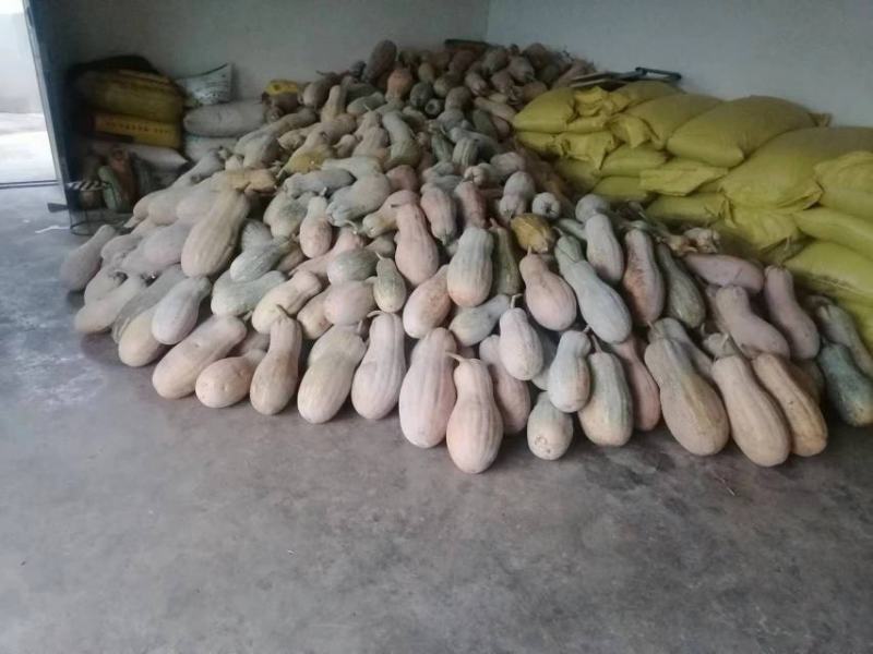 云南精品密本南瓜大量上市货源充足质量保证