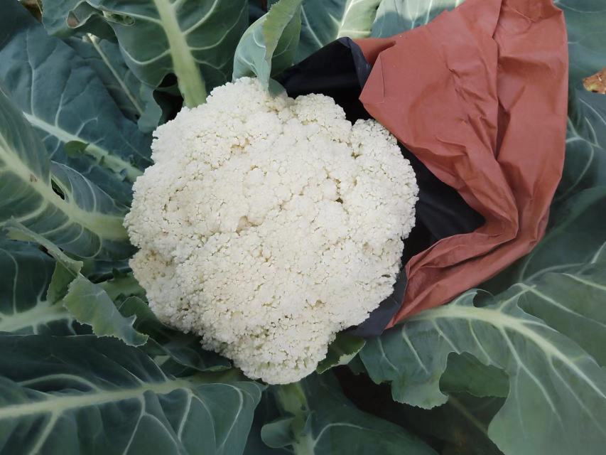 松花菜与西兰花对比图