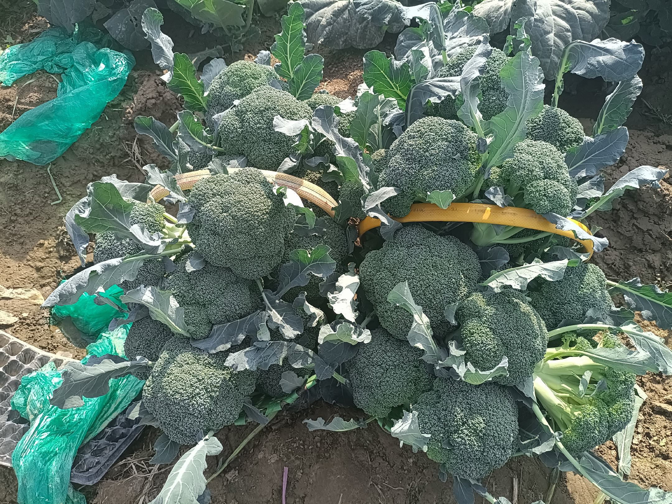 图片展示山东寿光某基地的西兰花田间种植情况,植株整齐,花球饱满 西兰花田间种植实景