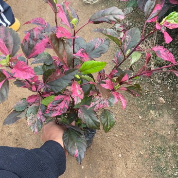 彩叶草