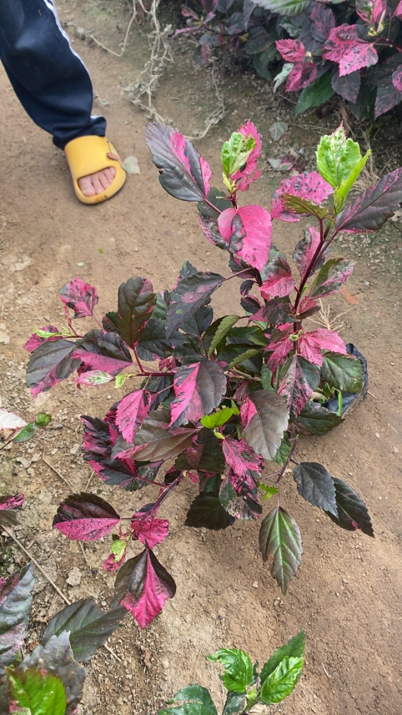 彩叶草