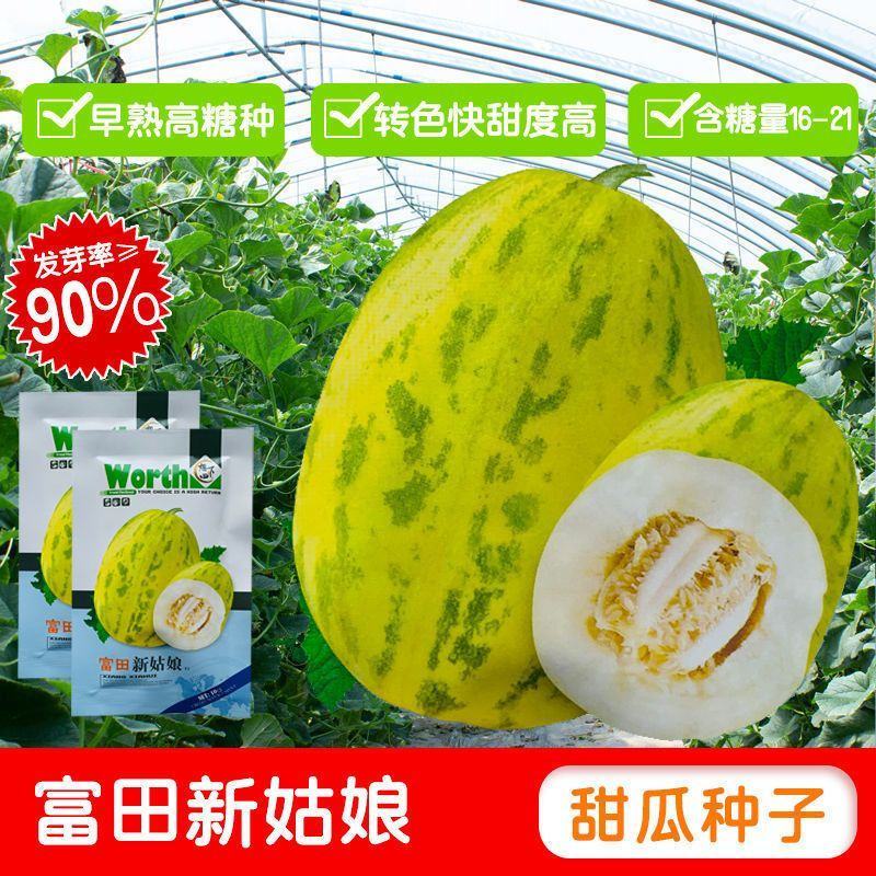 富田新姑娘甜瓜种子早熟豹点皮薄肉白色高糖耐贮运大田品种