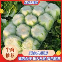 汉寿县松明果蔬种植专业合作社黄心大白菜欢迎来电咨询