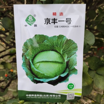 京丰一号甘蓝种子高产包菜种子秋播甘蓝基地蔬菜种孑