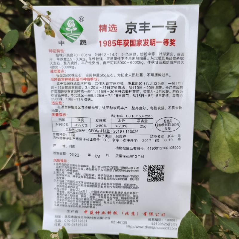 京丰一号甘蓝种子高产包菜种子秋播甘蓝基地蔬菜种孑