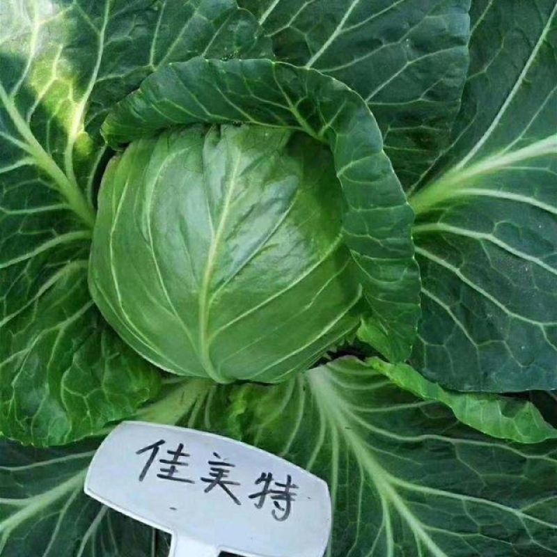 春秋圆球绿甘蓝佳美特结球甘蓝种子卷心菜包头菜种子