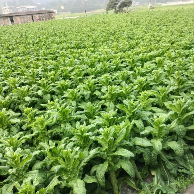莴笋三青皮莴笋一手货源视频看货量大从优以质论价