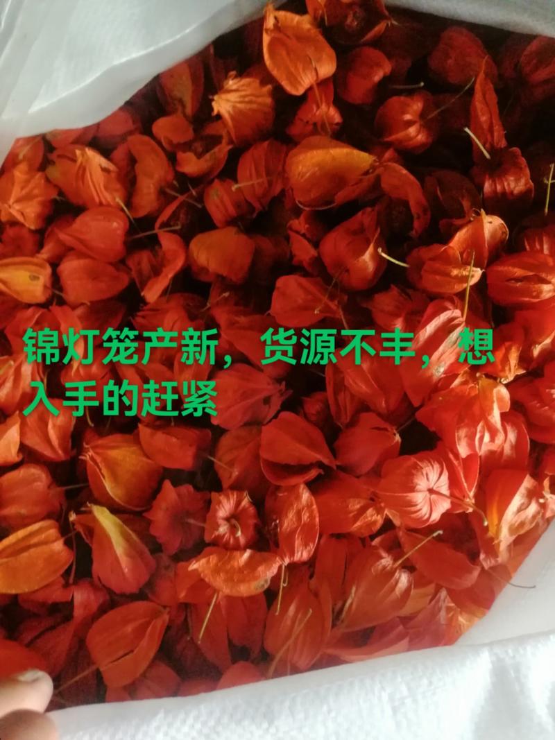 红菇茑皮，中药《锦灯笼》，应用于中药方剂，提炼红色素等