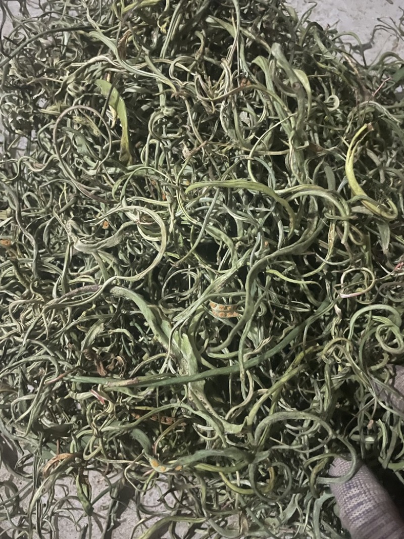 3200海拔小叶化石草