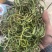3200海拔小叶化石草